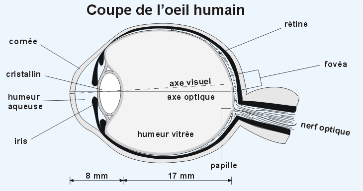 L'oeil humain vu en coupe