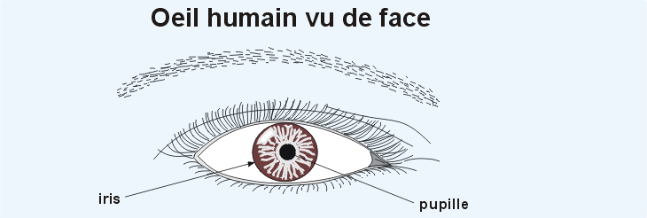 L'oeil humain vu de face