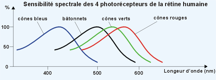 Sensibilité spectrale des capteurs de l'oeil