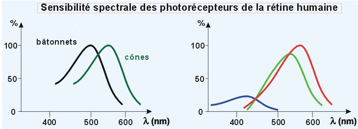 Sensibilité spectrale des capteurs de l'oeil